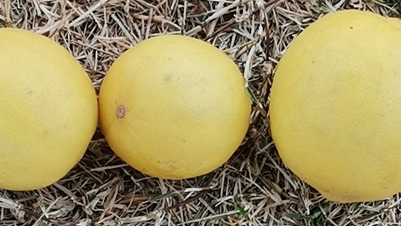 Three Citrus Sizes on Grass