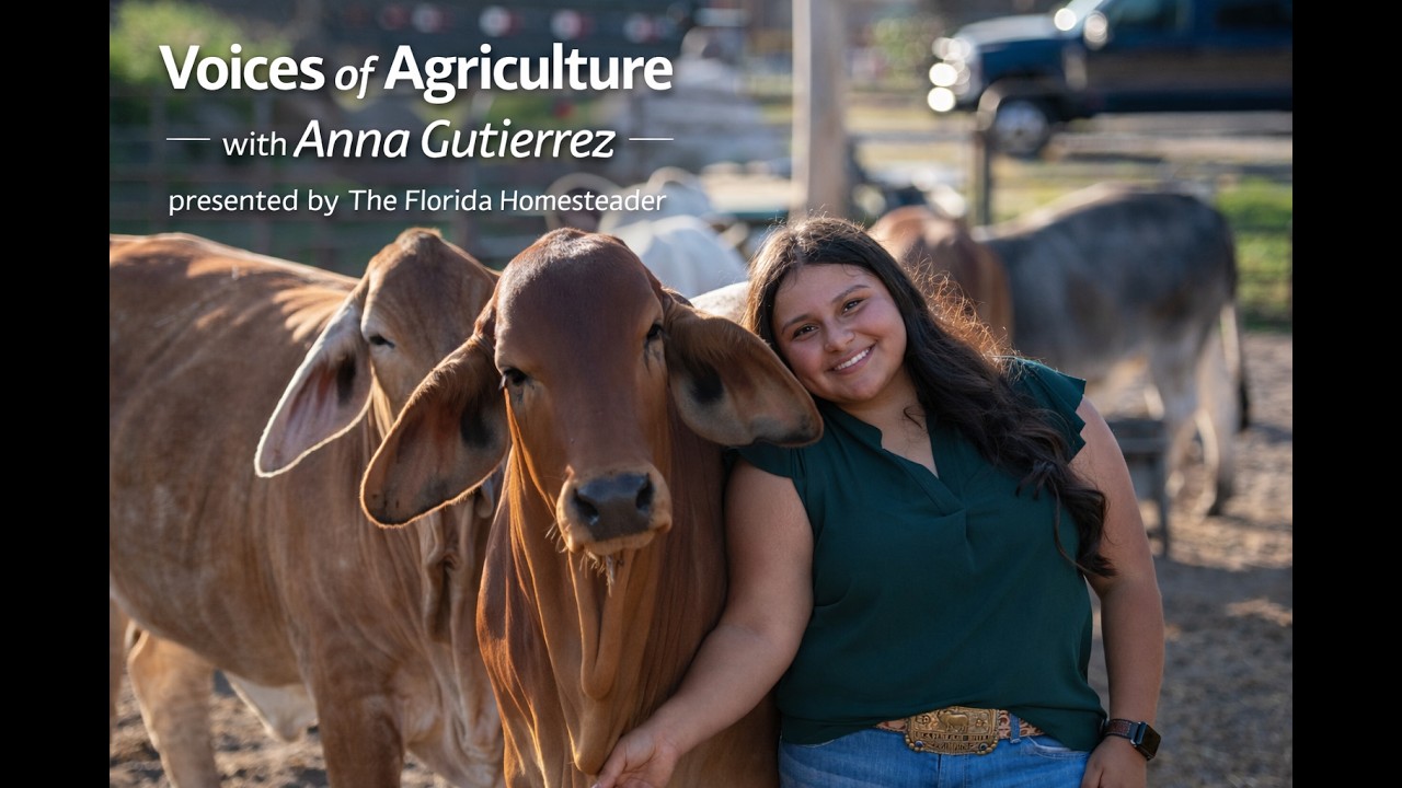 Brahman Cattle, Family Legacy & Youth in Agriculture | Anna Gutierrez