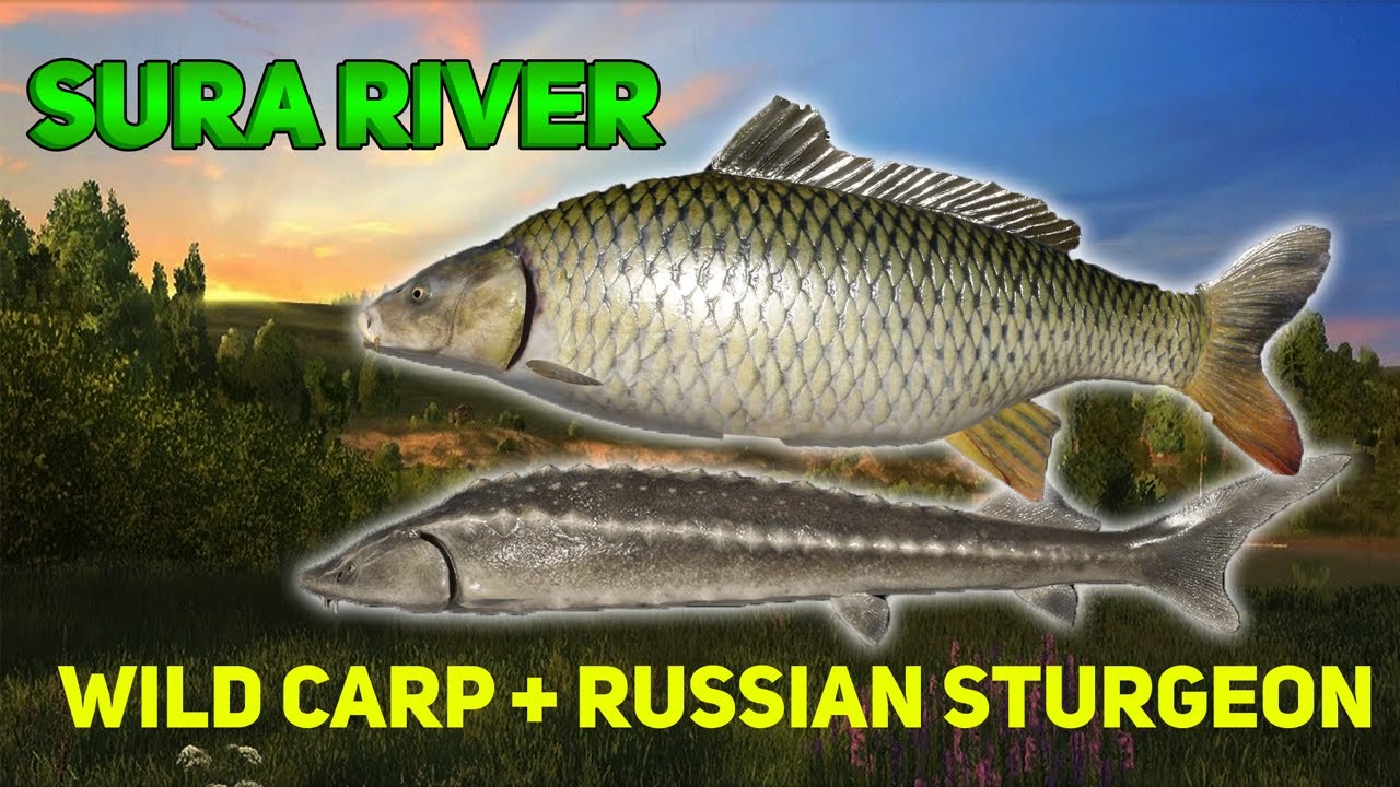 SURA RIVER WILD CARP + RUSSIAN STURGEON SPOT | RUSSIAN FISHING 4