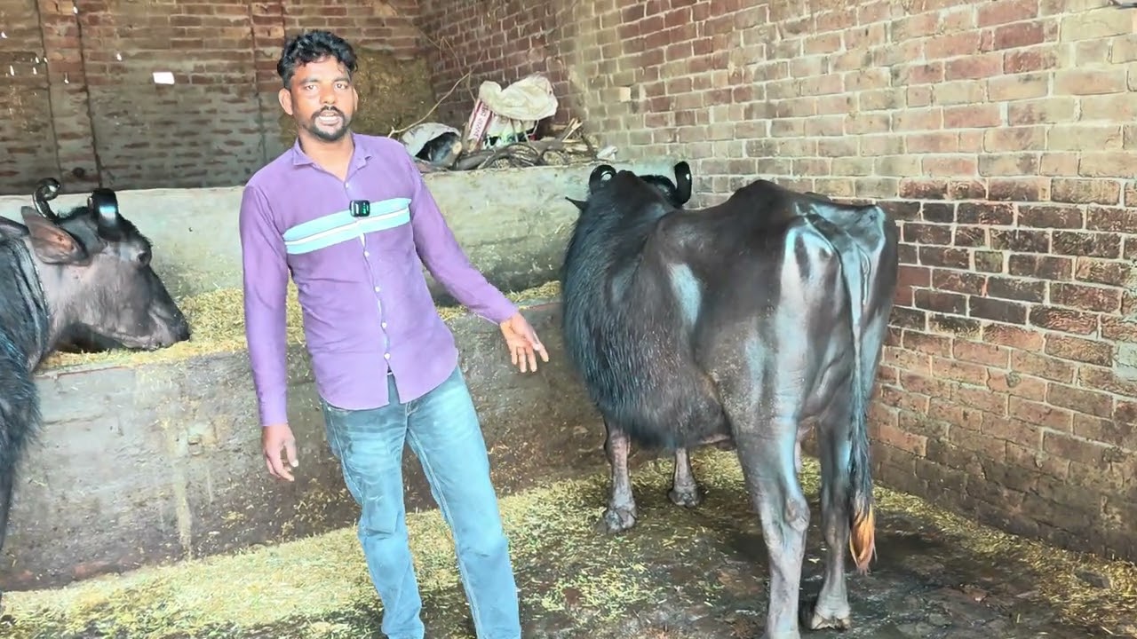 2 ਤੋਂਕੜ ਗ਼ਬਨ ਮੱਝਾ ਵਿਕਾਊ ਮਾਗਰ ਕੱਟੀ (GosaDhillon)