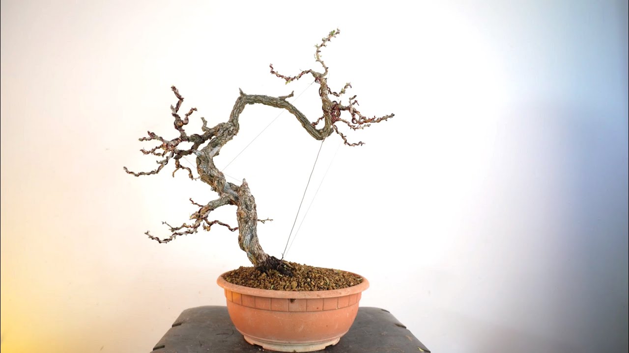 Bonsai da Yamadori