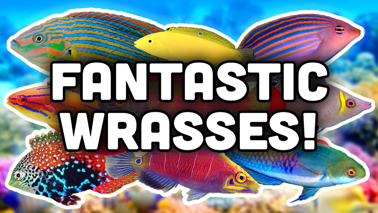 Wrasse Care 101: What Every Reef Keeper Should Know!