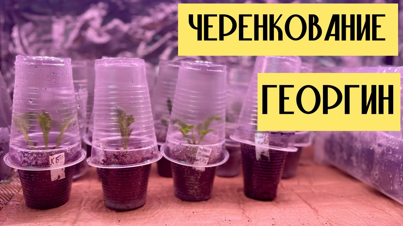 Черенкование георгин. Мой способ #милыйдом