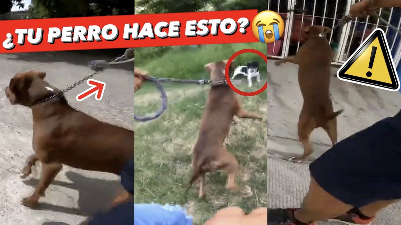 HAZ que TU PERRO NO ❌ TIRE de la CORREA ► Parte 1
