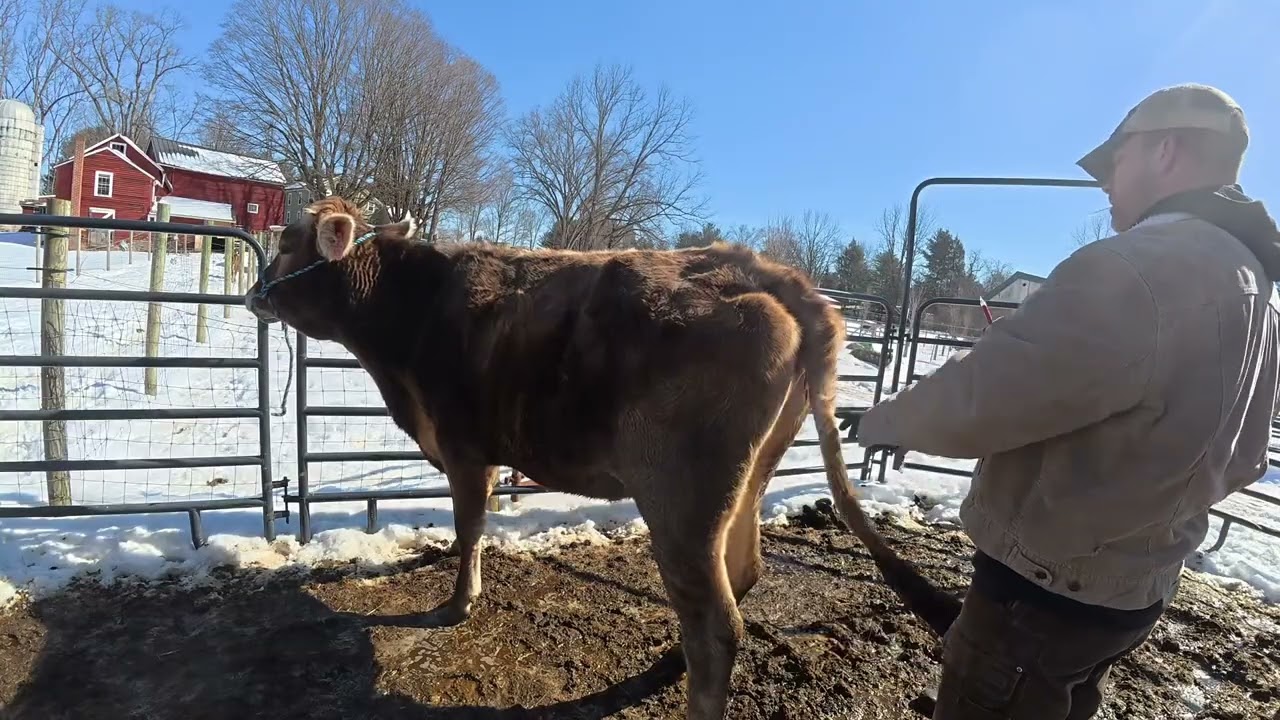 Drawing blood on cows for pregnancy checks