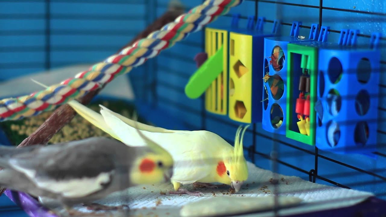 How to Make Your Cockatiel Happy : Bird Care & Training