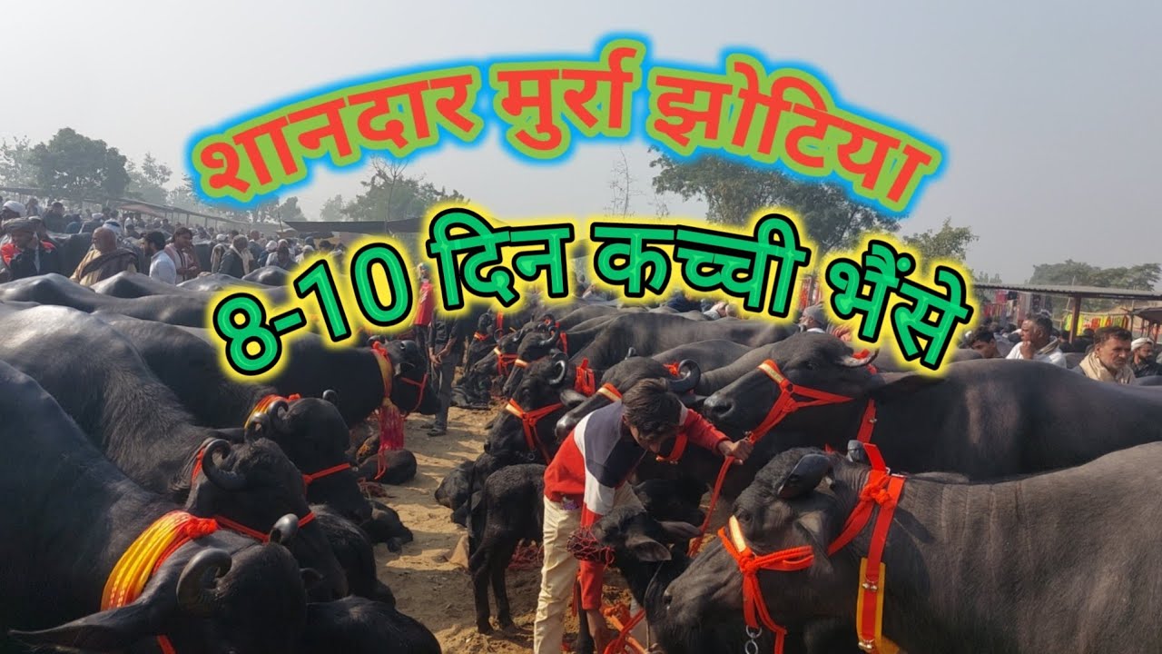 Parsi Pashu Mandi | Pashu Hatwara  | Sale Murra Buffalo | Dairy Farm | Cattle Market | Pashu Bajar 