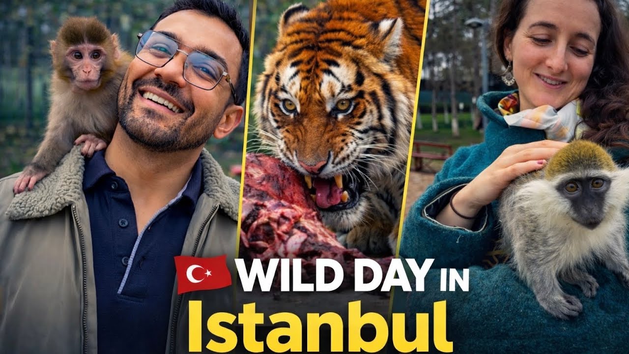 Istanbul Zoo Vlog 🇹🇷 : Too Close to a Tiger 🐅
