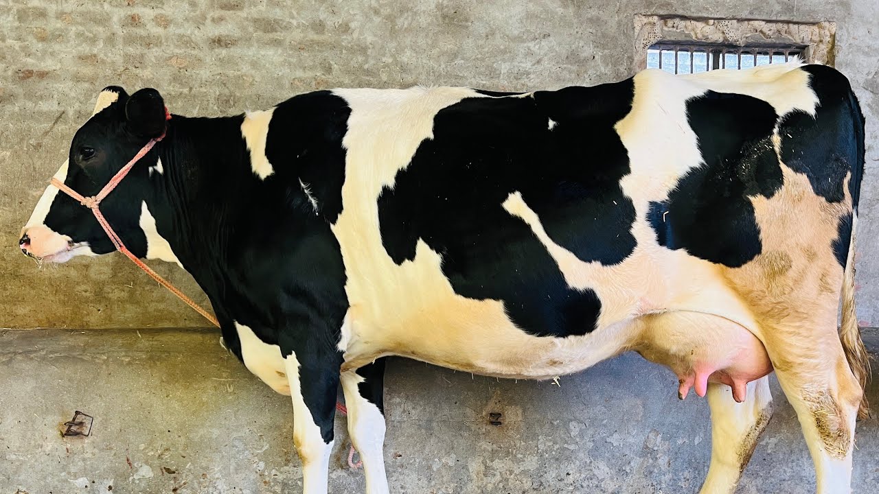 1 ਤਾਜ਼ੀ ਸੂਈ ਵਹਿੜ-1 ਗੱਬਣ ਵਹਿੜ -1 ਵੱਛੀ-2 cow for sale-1heifer for sale 