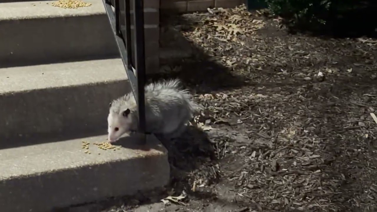 Kittens and opossums