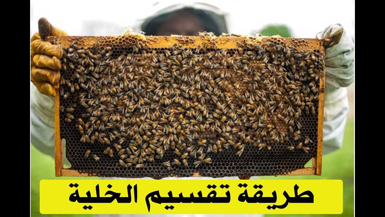 11_ طريقة تقسيم خلية النحل