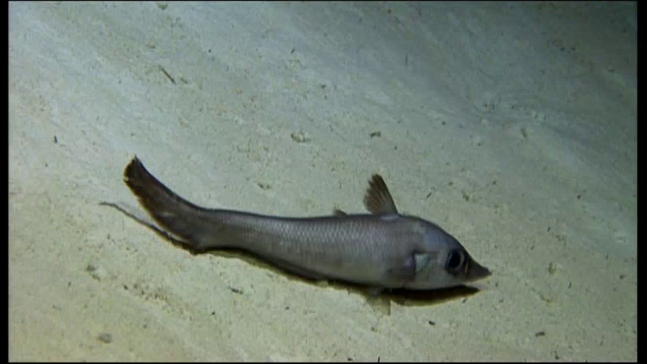 Как добывают пропитание макрурусы (сем. Macrouridae)  и батиптеры (Ipnopidae) на больших глубина ?