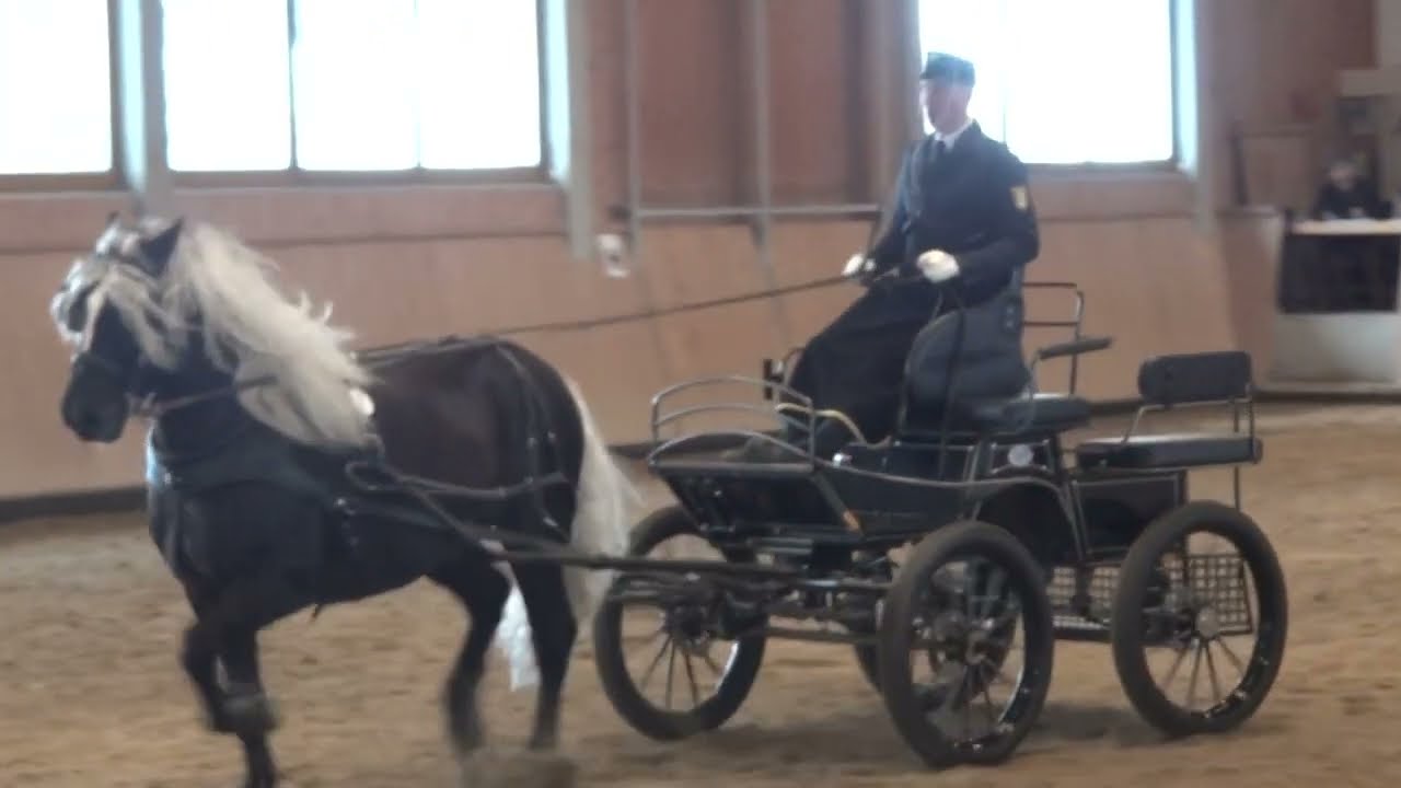 01. Markgraf - SchwK Hengst - Hengstschau in St. Märgen am 24.03.2024