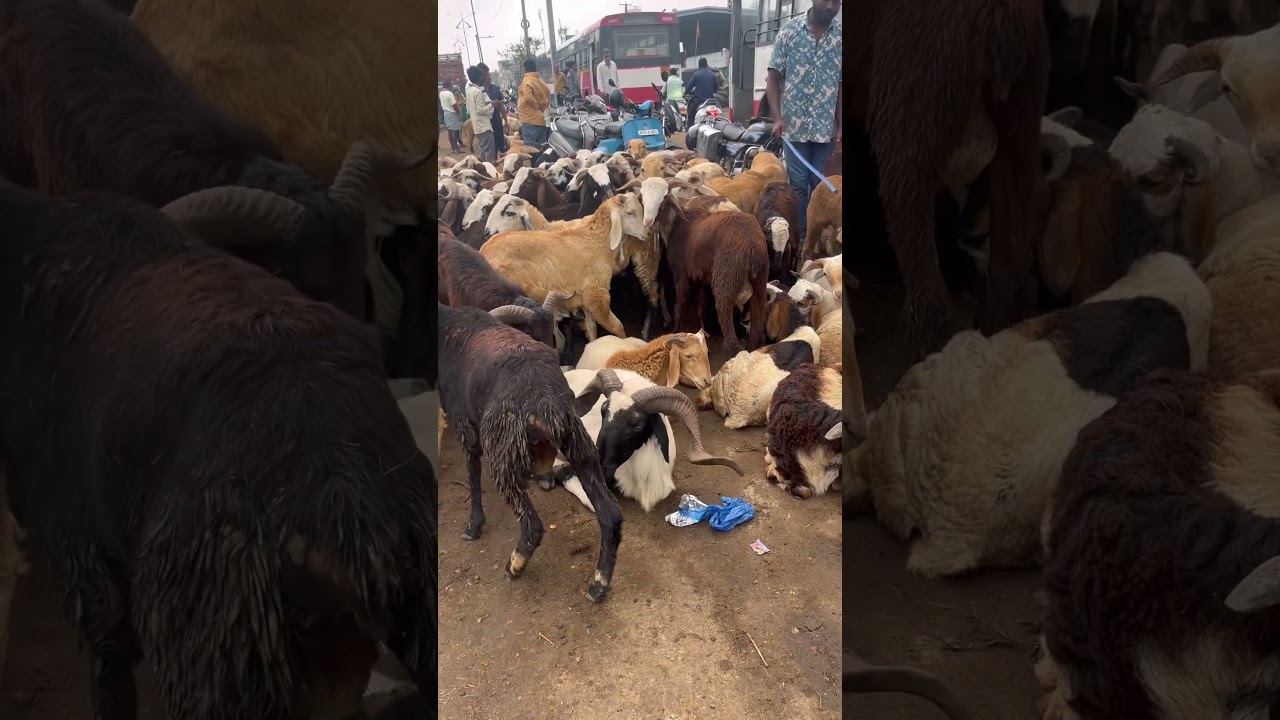 #mh pets farm # Hyderabad ziaguda market stock Telangana sheep&rsquo;s