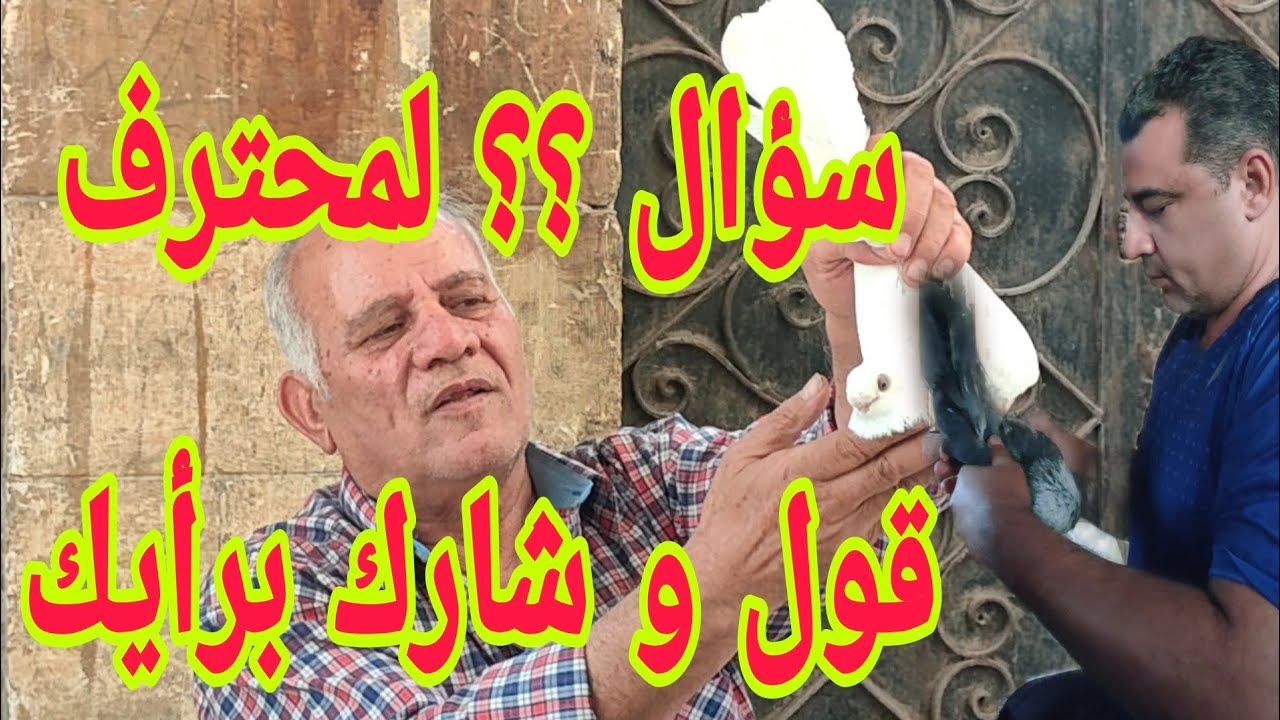 🔴 علي بابا و الاربعين حصواية #الحمام_الغزار