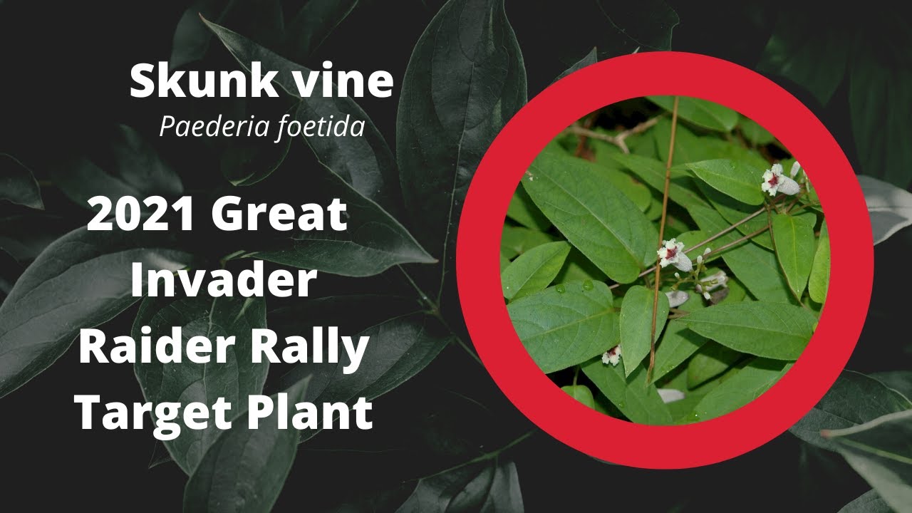 Skunk Vine