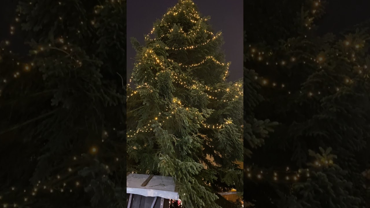 Weilheim in Weihnachtsstimmung. Der Christbaum erstrahlt in festlichem Glanz