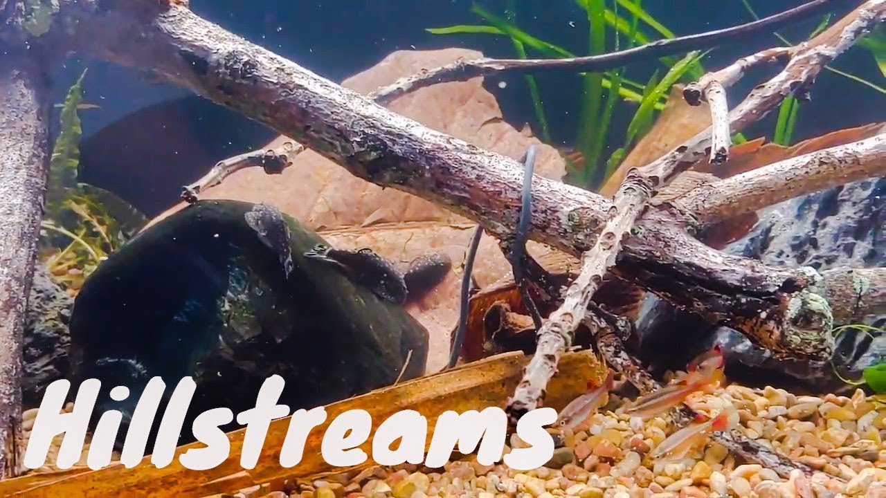 Setting up a Hillstream Loach tank