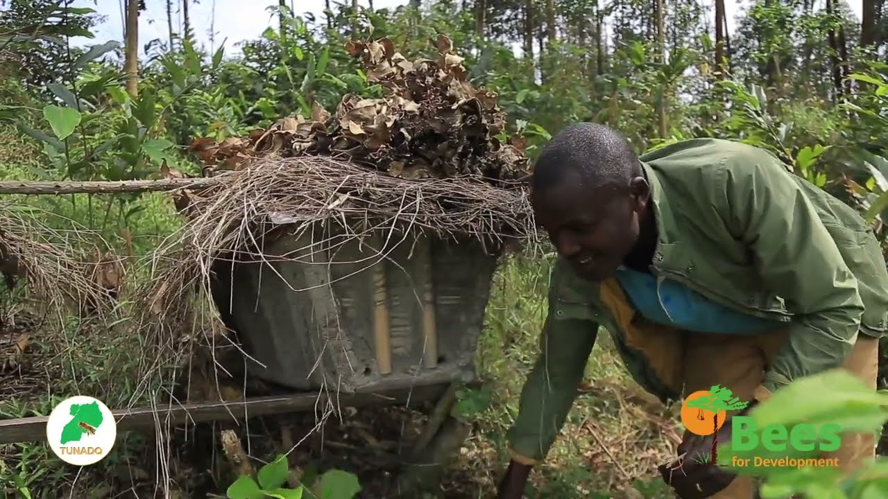 How To Make Ugandan Local Bee Hives That Don't Cost Any Money Yet Very Productive - Full Tutorial