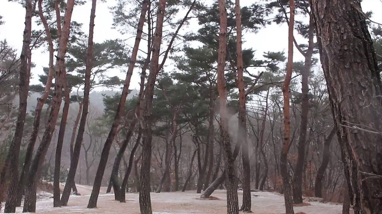 소나무숲 바람소리 ASMR - 거친바람 겨울 눈 오는 소리. 휴식 명상 공부 수면 불면증ㅣIcy Howling Wind Sounds for Sleeping, relaxing