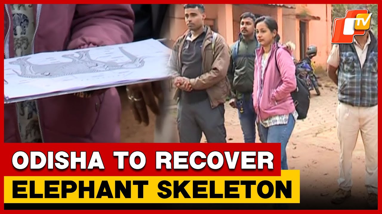 Odisha Forest Department To Recover Chandaka Tusker Ramu&rsquo;s Skeleton For Scientific Preservation