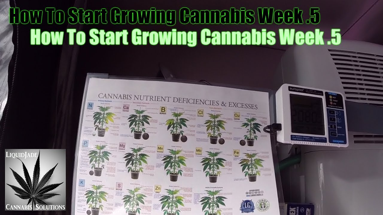 How To Start Growing Cannabis Week  .5