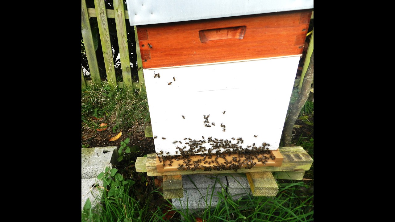 Visite de printemps sur la 1ère ruche forte le 8 mars avec pose de la hausse et un cadre de cire