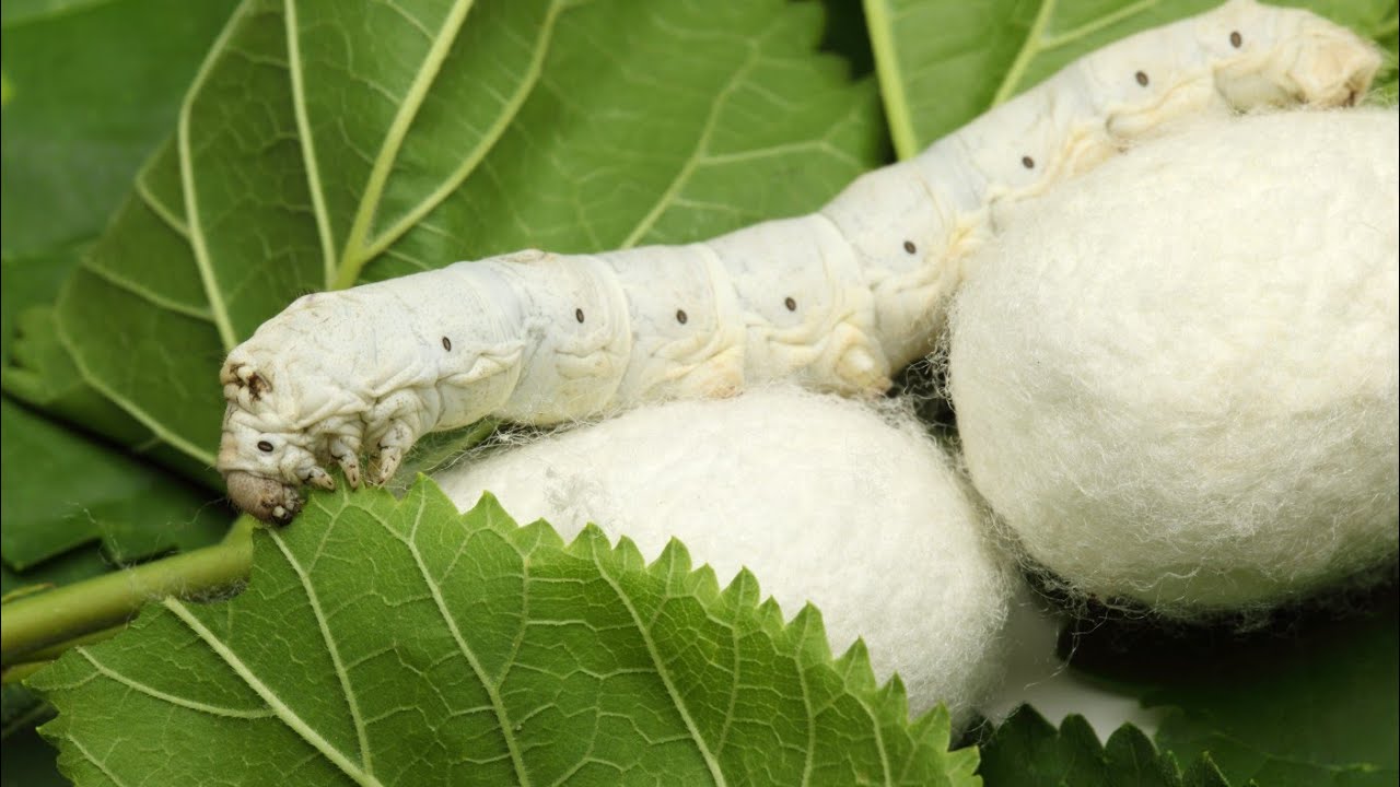 Silk worm farming in India / How your silk is made / How silkworm make silk? /Lifecycle of silk moth