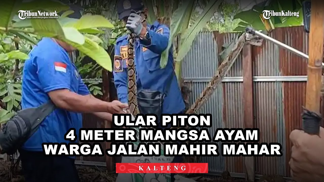 Ular Piton 4 Meter Mangsa Ayam Warga Jalan Mahir Mahar Palangka Raya