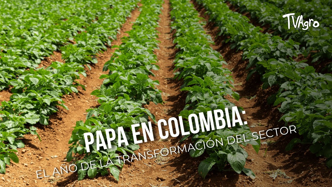Papa en Colombia: el año de la transformación del sector - TvAgro por Juan Gonzalo Angel