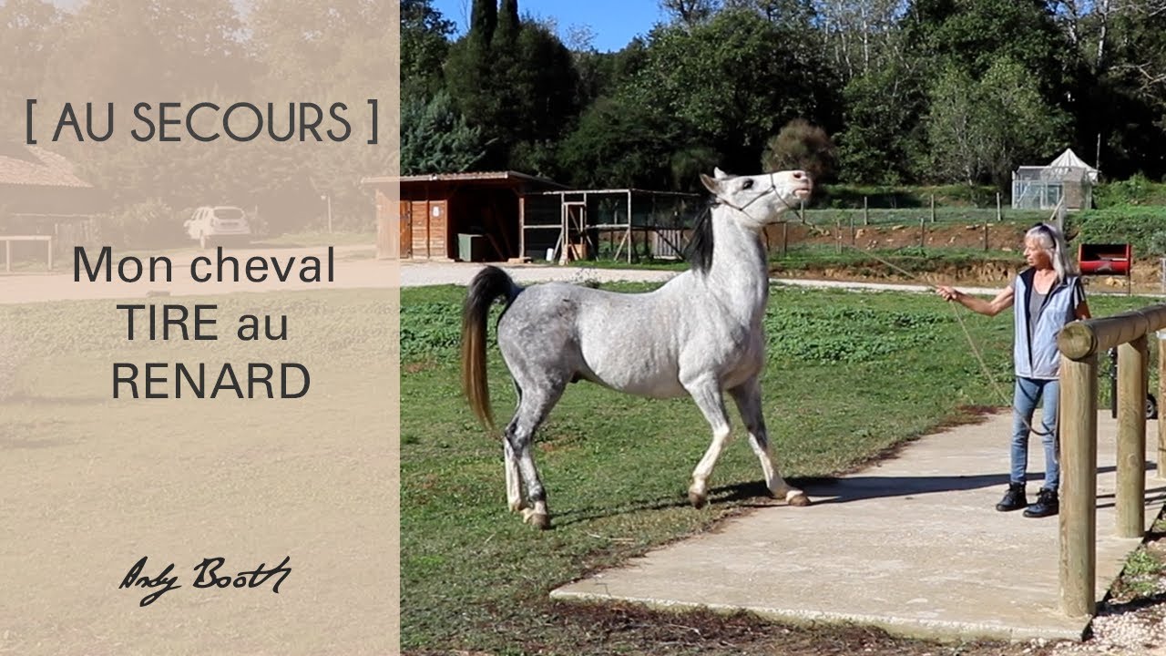 [ AU SECOURS ] Mon cheval tire AU RENARD