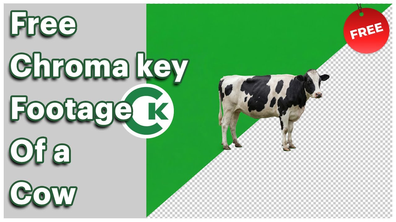 Free Cow Chroma Key Footage | Green Screen Cow