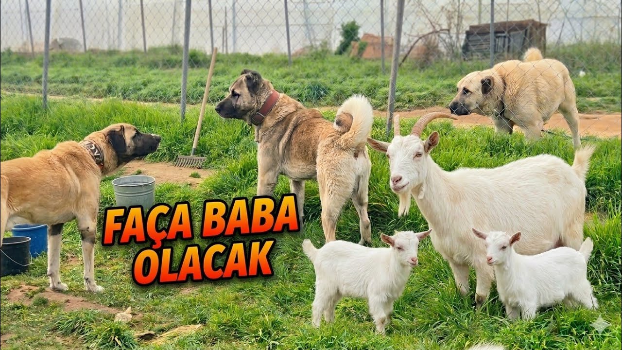 FAÇA BABA OLACAK - KEÇİLER DOĞUMA BAŞLADI 