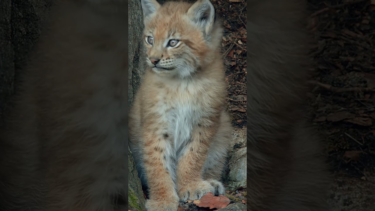 Adorable Baby Lynx: First Steps and Playtime!