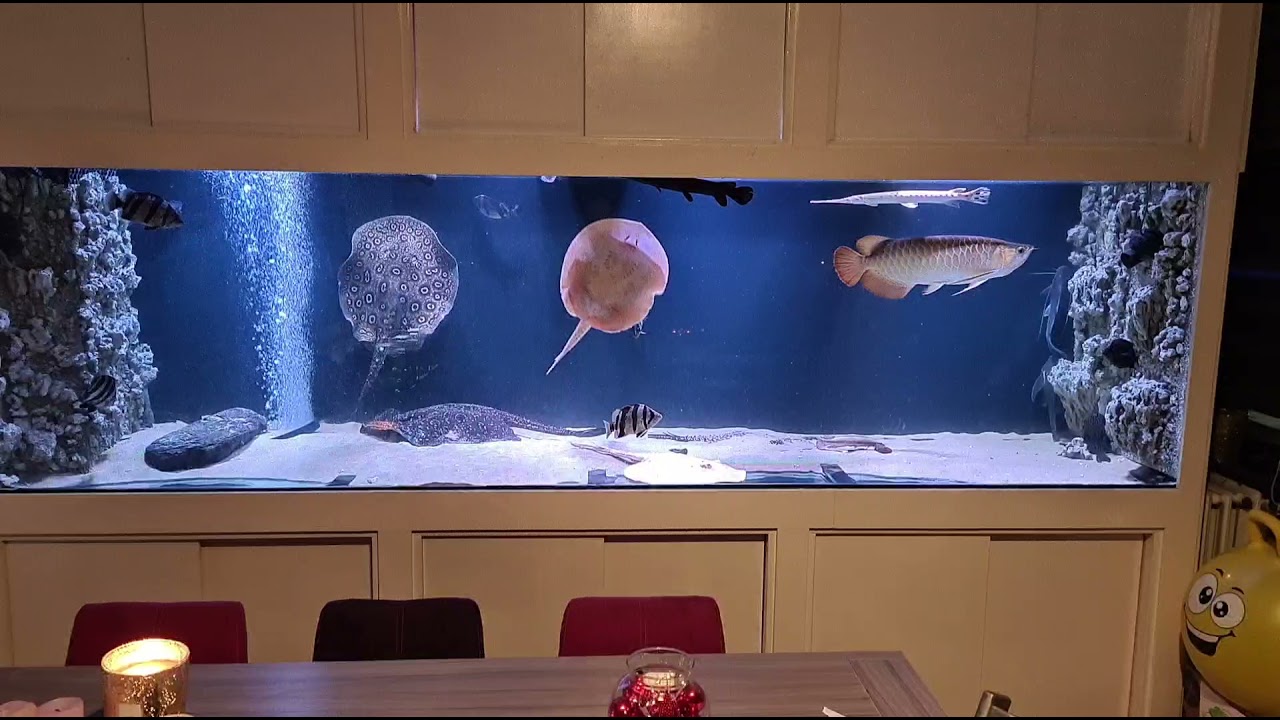 super red arowana albino stingray albino Pearl 3 bar datnioides longnose gar cuban gar