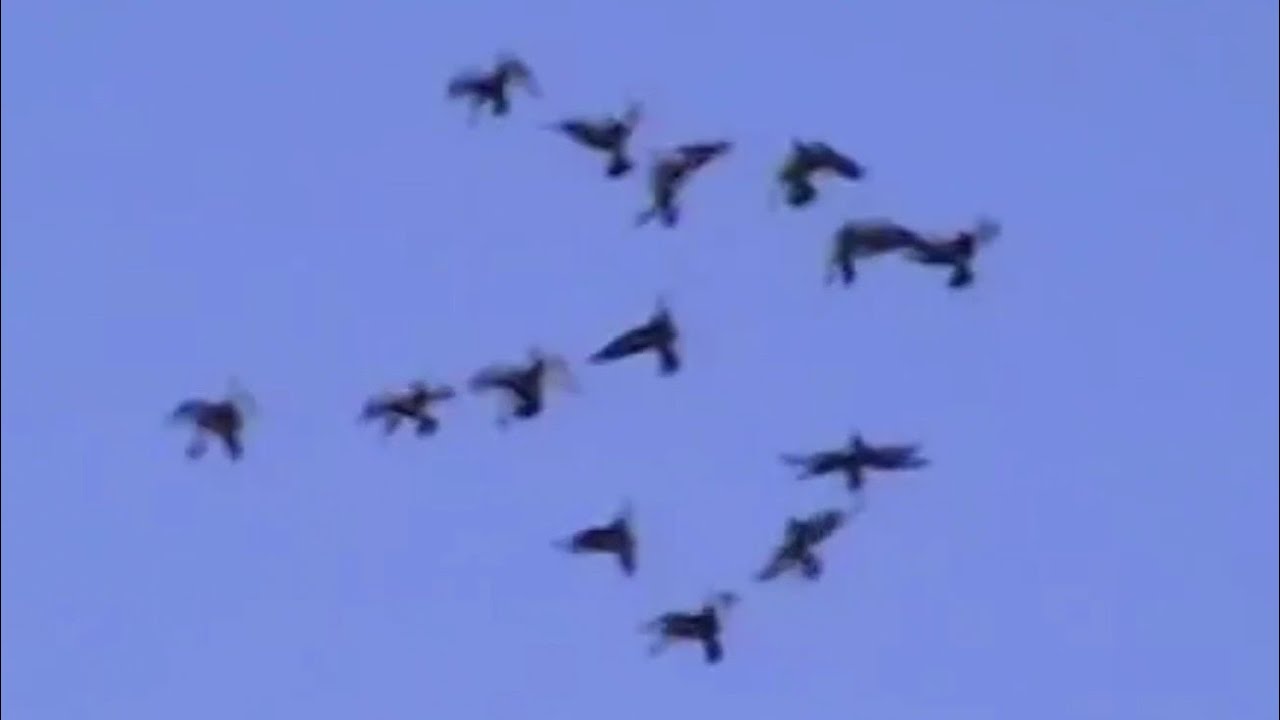 🕊Hungarian Eger Blue Orbit Pigeons Flying Pattern | Magyar Egri Kék Keringő