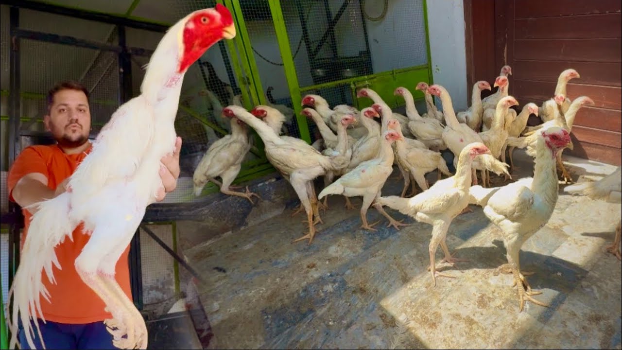 White king Shamo Aseel Murgo k cages ki update, The World Biggest Aseel Murga in Punjab, Hsn