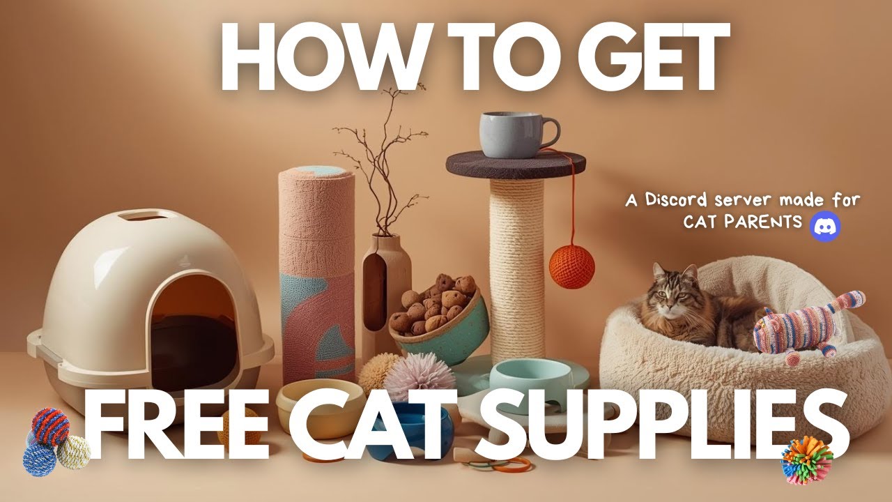 How to Join a Cat Supply BUY NOTHING GROUP + Updating My Foster Cat Set-Up (slowly)