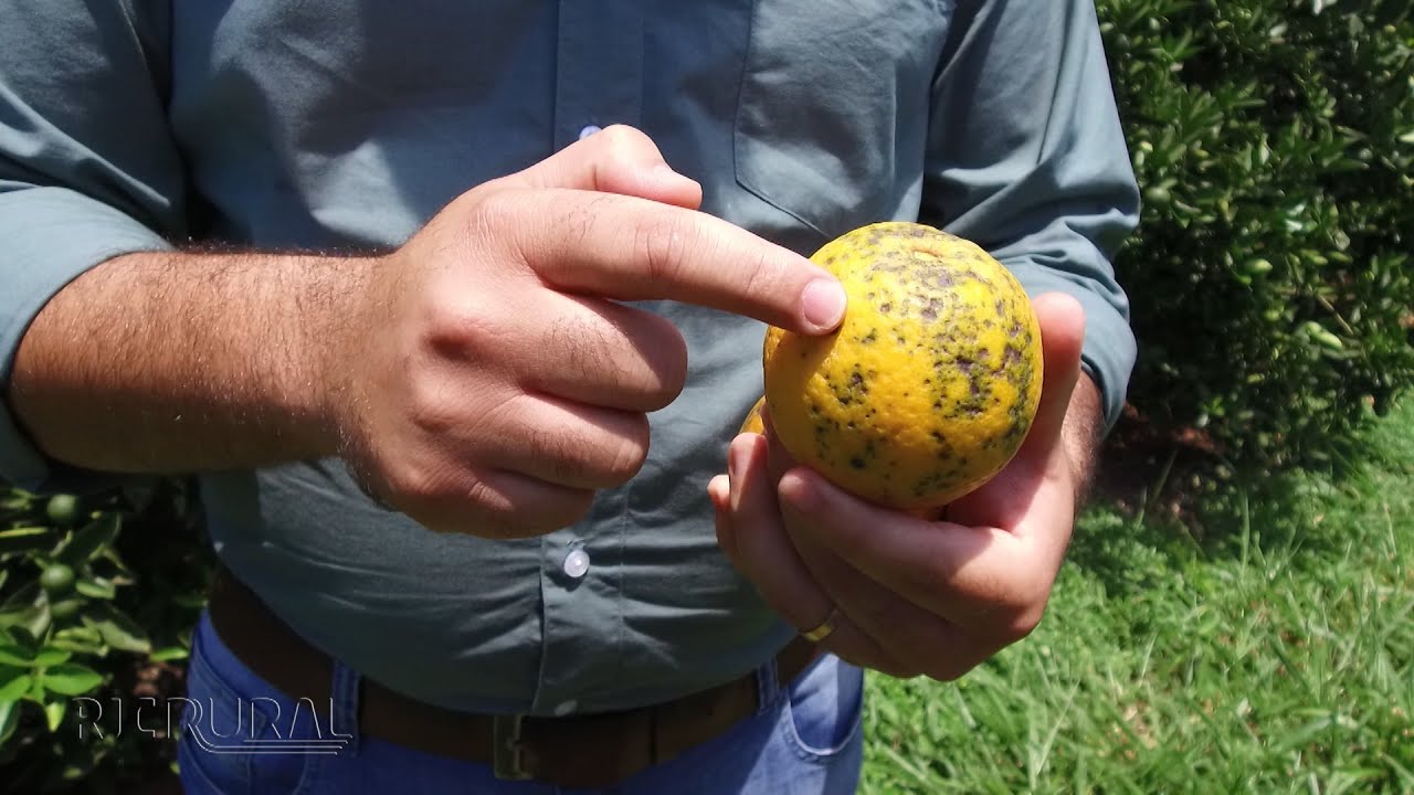 Pinta preta dos citros: os cuidados com o manejo de laranja