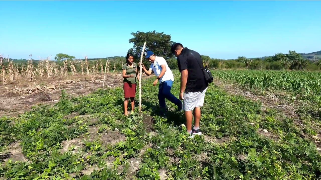 Nos Toco Sacar unas Jicamas de Temporada 🤩 Vida de Campo 😃