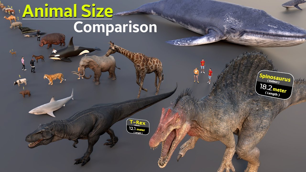 World's Different Animals Size Comparison | Insect Size | Extinct animal size