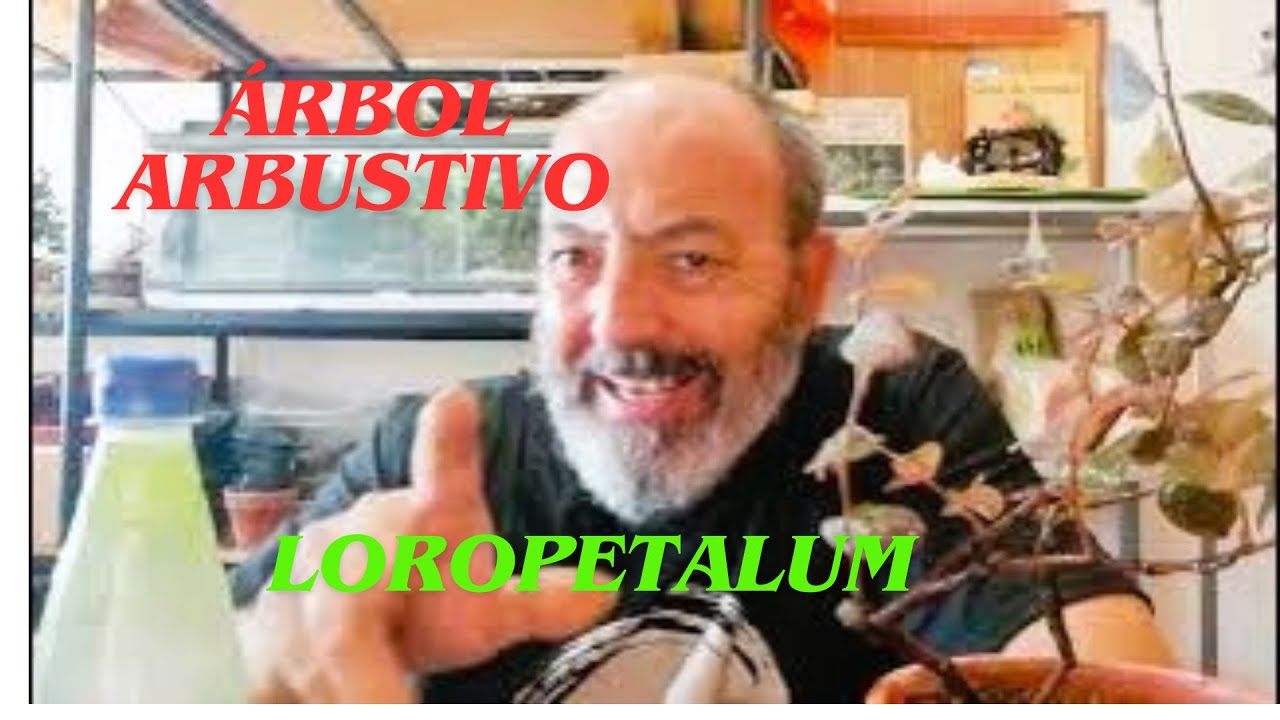 TRASPLANTE DE LOROPETALUM #bonsai #arboles #plantas #naturaleza #500subs