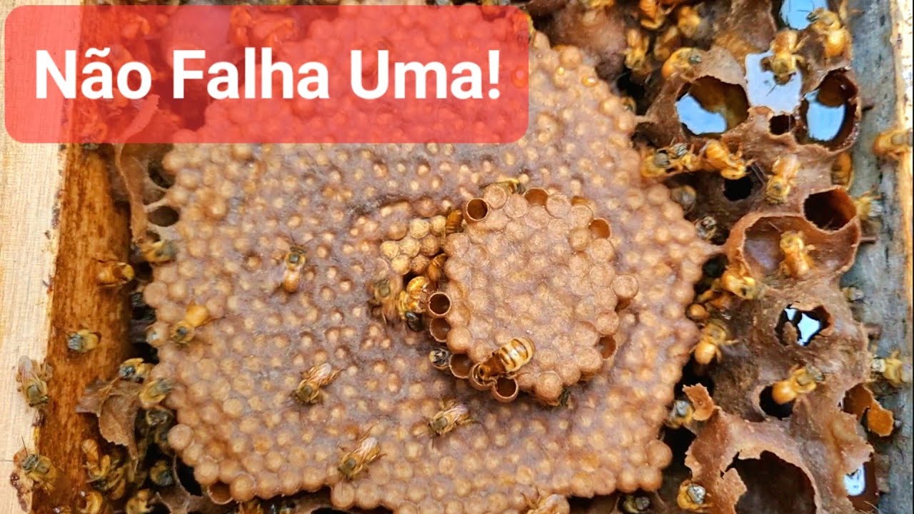 Comprovada a MELHOR TÉCNICA para Reforçar Divisões de Uruçú. 100% de Sucesso até agora!