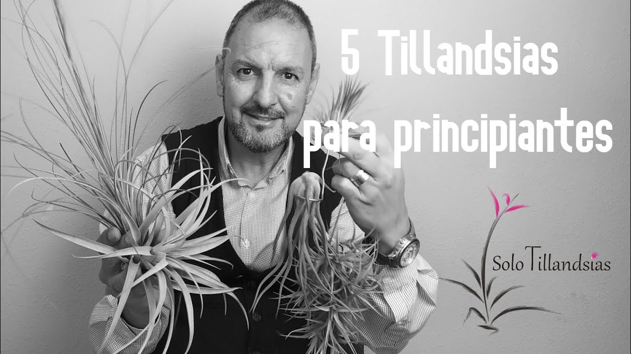 5 Tillandsias para Principiantes