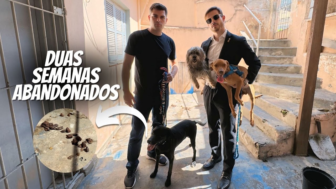 Inacreditável: Três Cães Abandonados Lutando pela Vida!