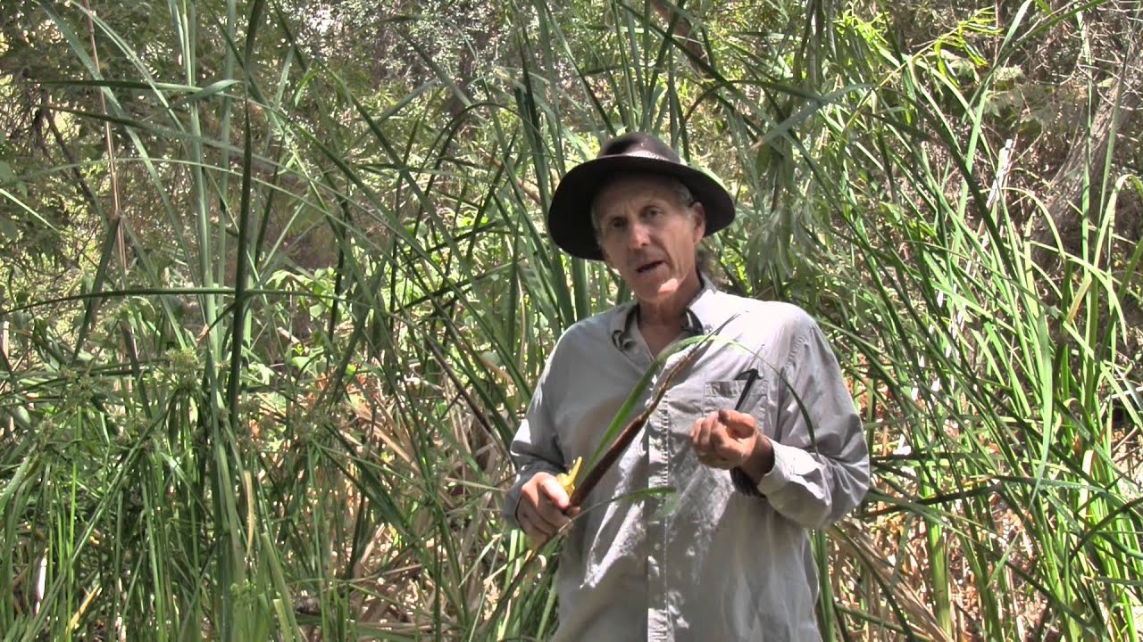 The many uses of Cattails