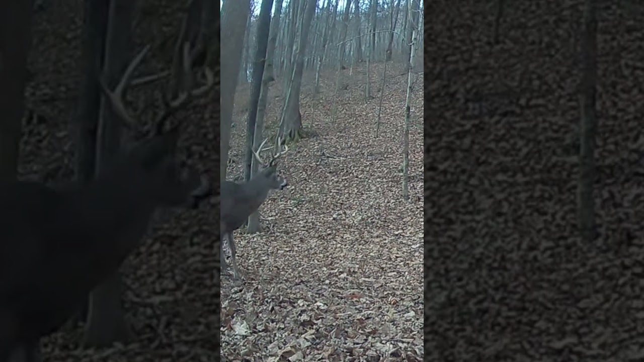 Buck grunt. #rut