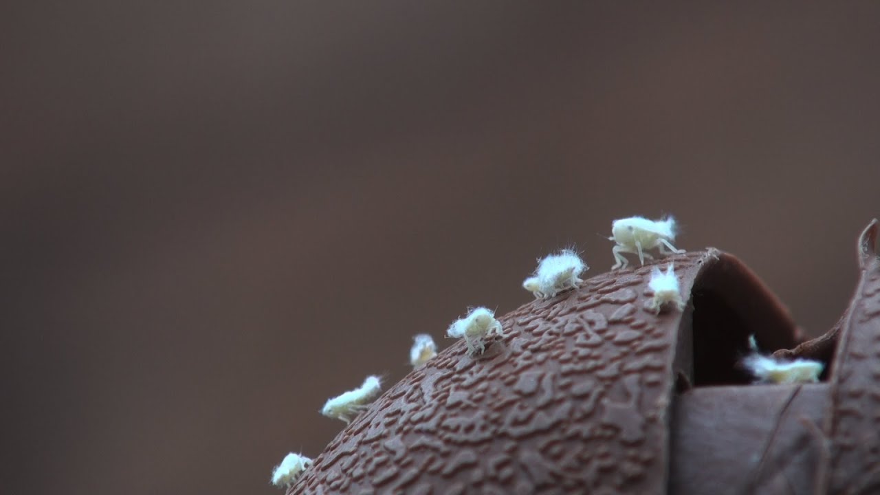 Fluffy Nymphs / Short Nature Film / Fluffy Insects Flatidae / Nature Textures TV