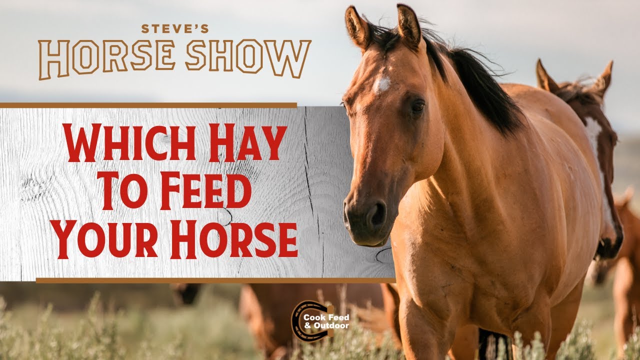 Which Hay to Feed Your Horses