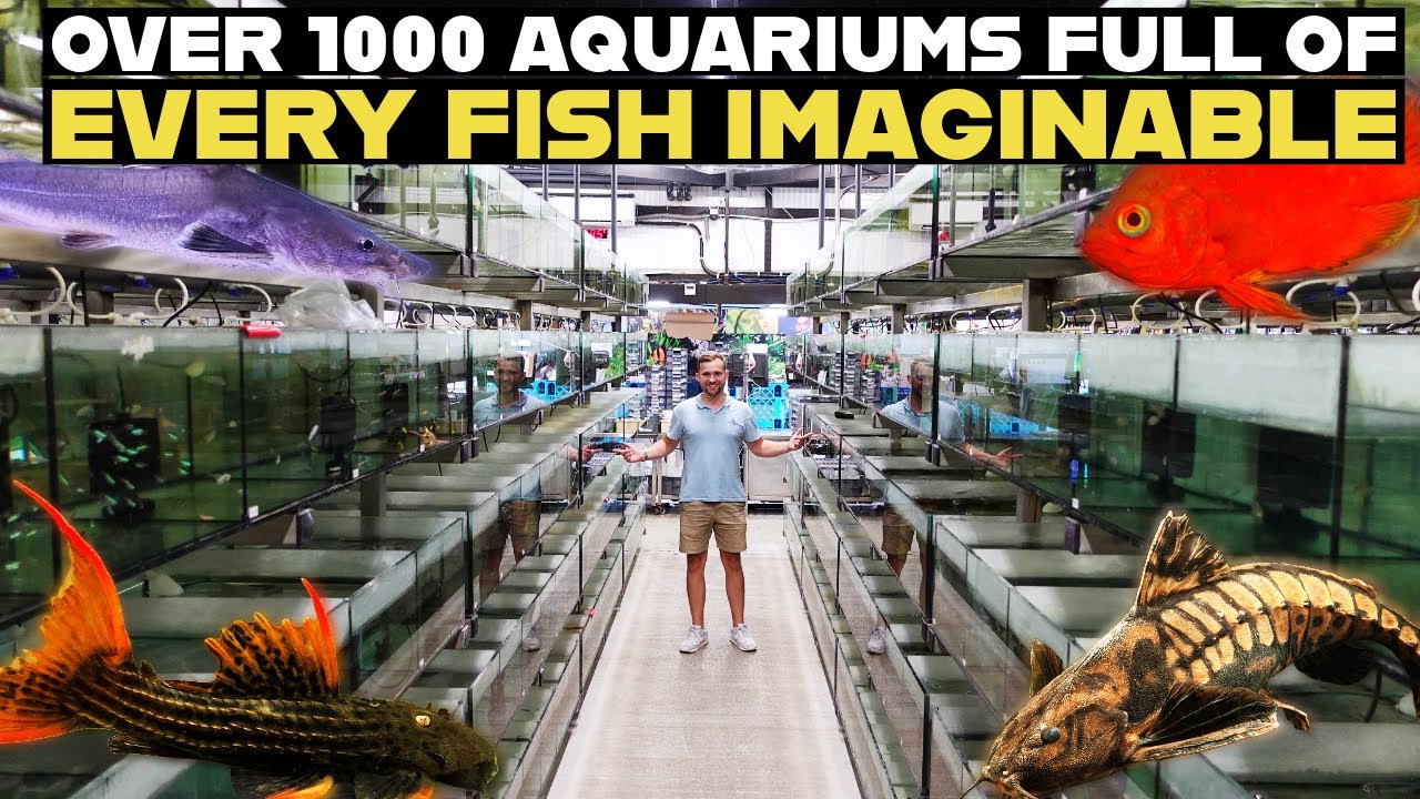THE TROP CO | I VISITED THE UK'S BIGGEST ONLINE FISH STORE